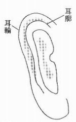 这是“轮廊分明”的耳相，主童年运程顺利
