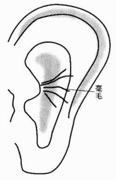 长有毫毛的耳朵为长寿的象征